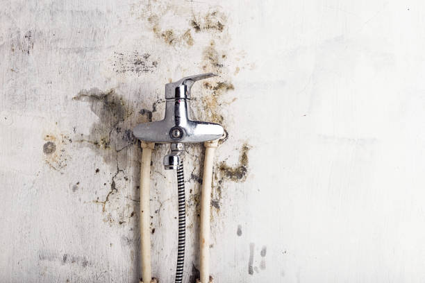  Au Sable, MI Mold Removal Pros