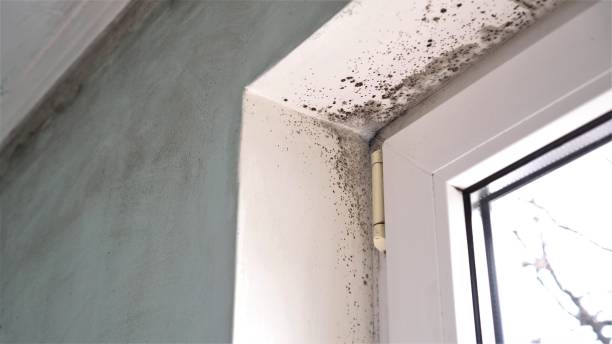 Best Residential Mold Removal  in Au Sable, MI