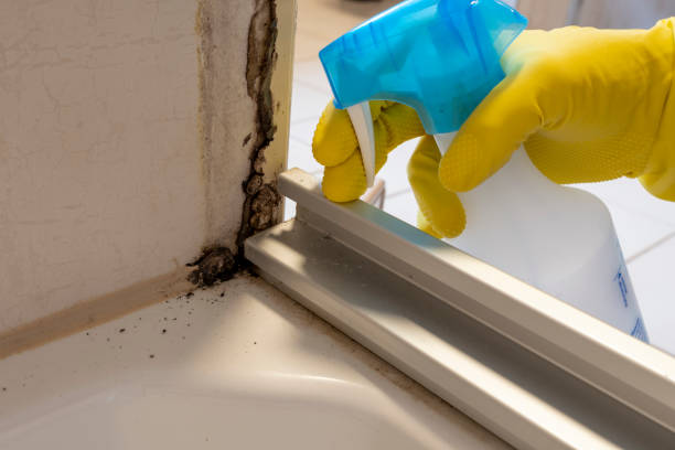 Best Fast Mold Removal  in Au Sable, MI