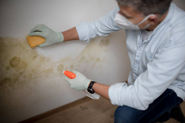 Best Black Mold Removal  in Au Sable, MI