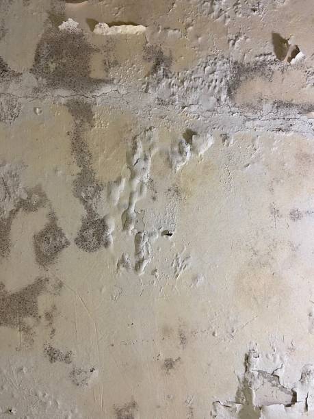Best Local Mold Removal Service  in Au Sable, MI