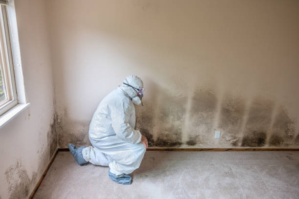 Best Attic Mold Removal  in Au Sable, MI